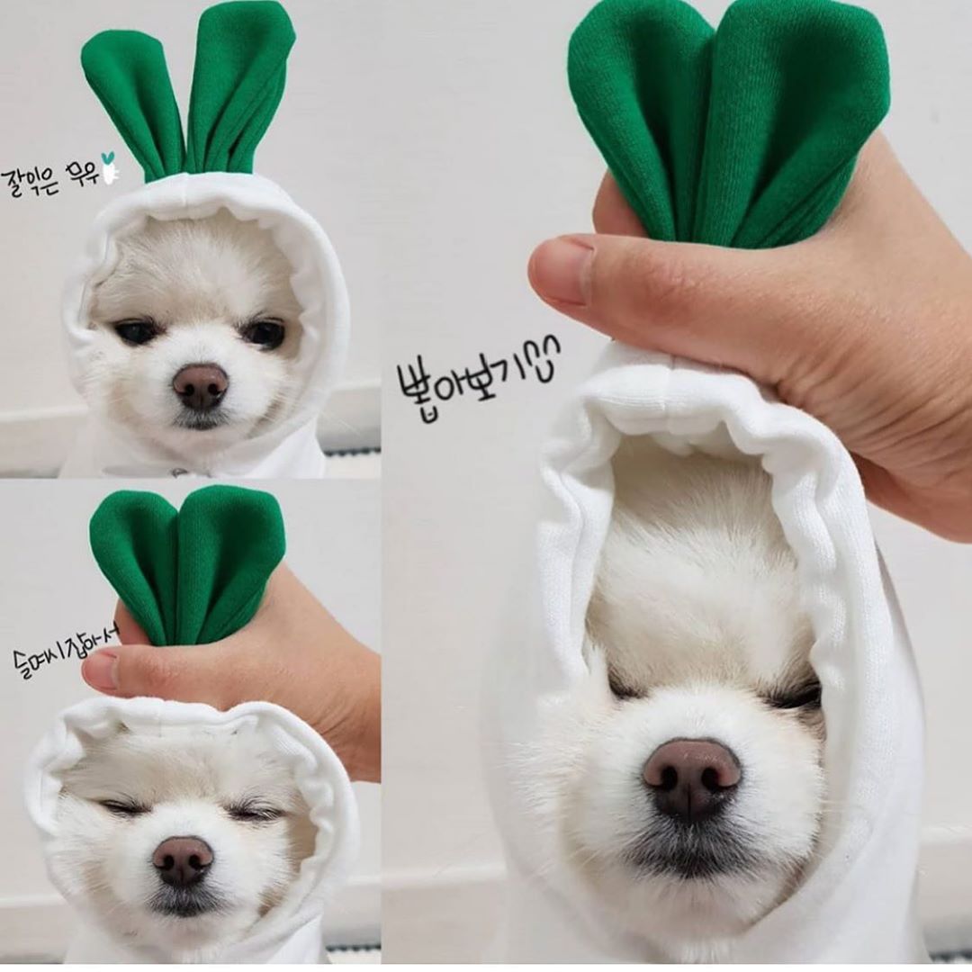 Soft Fruit Pet Hoodie