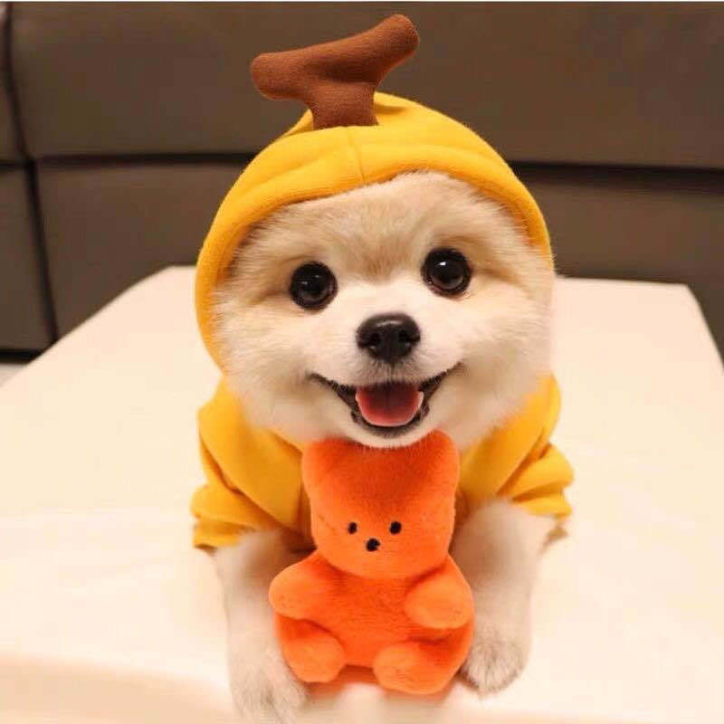 Soft Fruit Pet Hoodie