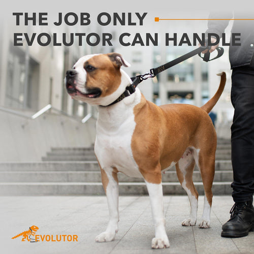 Rugged Black Dog Leash 4ft with CollarTex strap, Kevlar reinforcement, aluminum carbine latch, and silicone accessory loop